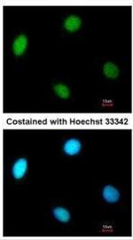 RFC4 Antibody in Immunocytochemistry (ICC/IF)