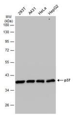 RFC4 Antibody in Western Blot (WB)