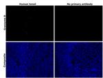 Granzyme B Antibody in Immunohistochemistry (Paraffin) (IHC (P))