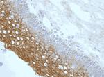 NLRP3 Antibody in Immunohistochemistry (Frozen) (IHC (F))