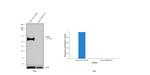 P-Glycoprotein Antibody in Western Blot (WB)