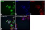 Human IgG1 Secondary Antibody in Immunocytochemistry (ICC/IF)