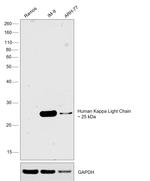 Human Kappa Light Chain Secondary Antibody in Western Blot (WB)