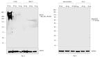 Human Kappa Light Chain Secondary Antibody in Western Blot (WB)