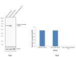 Transferrin Receptor Antibody