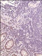 MBD1 Antibody in Immunohistochemistry (Paraffin) (IHC (P))