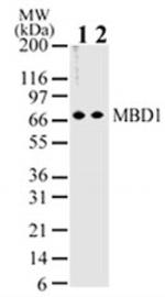 MBD1 Antibody in Western Blot (WB)