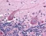 TEM7 Antibody in Immunohistochemistry (Frozen) (IHC (F))