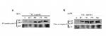 Caspase 8 Antibody in Western Blot (WB)