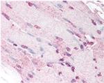 Defensin 5 Antibody in Immunohistochemistry (Frozen) (IHC (F))