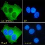 HEF1 Antibody in Immunocytochemistry (ICC/IF)