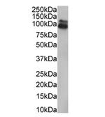 HEF1 Antibody in Western Blot (WB)