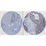 HEF1 Antibody in Immunohistochemistry (Paraffin) (IHC (P))