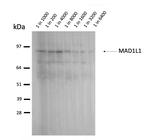 MAD1 Antibody in Immunoprecipitation (IP)