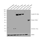 6x-His Tag Antibody