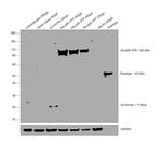 6x-His Tag Antibody in Western Blot (WB)