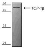 TCP-1 beta Antibody in Western Blot (WB)