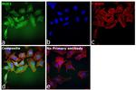 MUC1 Antibody in Immunocytochemistry (ICC/IF)