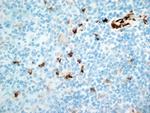 CD11b Antibody in Immunohistochemistry (Frozen) (IHC (F))