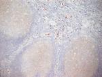 CD11b Antibody in Immunohistochemistry (Frozen) (IHC (F))