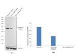 Calreticulin Antibody in Western Blot (WB)