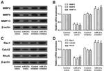 RAC1 Antibody in Western Blot (WB)