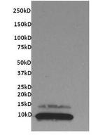 CX3CL1 Antibody in Western Blot (WB)