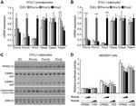 Adiponectin Antibody in Western Blot (WB)