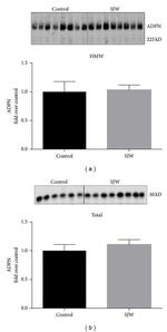 Adiponectin Antibody in Western Blot (WB)