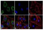 Adiponectin Antibody in Immunocytochemistry (ICC/IF)