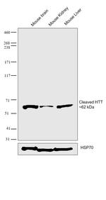 Huntingtin Antibody in Western Blot (WB)