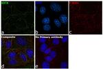 Cytokeratin 8 Antibody in Immunocytochemistry (ICC/IF)