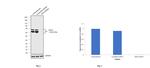 Cytokeratin 8 Antibody