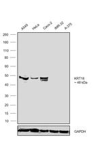 Cytokeratin 18 Antibody in Western Blot (WB)