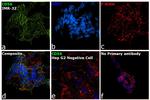 CD56 Antibody