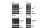 O-linked N-acetylglucosamine (O-GlcNAc) Antibody in Western Blot (WB)