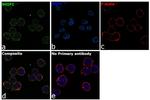 SHIP1 Antibody in Immunocytochemistry (ICC/IF)