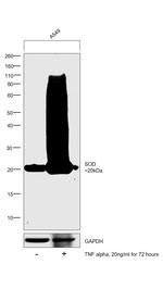 SOD2 Antibody in Western Blot (WB)