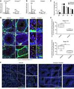 Sp56 Antibody in Immunohistochemistry (IHC)