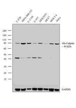 Mu-Calpain Antibody in Western Blot (WB)