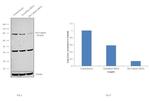 Mu-Calpain Antibody in Western Blot (WB)