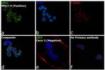 LEF1 Antibody in Immunocytochemistry (ICC/IF)