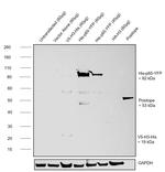 6x-His Tag Antibody