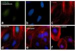 Cyclin B2 Antibody in Immunocytochemistry (ICC/IF)