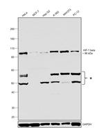 HIF-1 beta Antibody in Western Blot (WB)