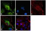 Apolipoprotein A5 Antibody in Immunocytochemistry (ICC/IF)