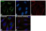 DIABLO Antibody in Immunocytochemistry (ICC/IF)