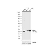 DIABLO Antibody in Western Blot (WB)