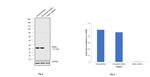 DIABLO Antibody in Western Blot (WB)