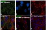 CD66 (CEACAM) Antibody